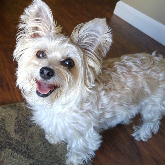 Meet your Posher, Sandy - Picture 1 of 1